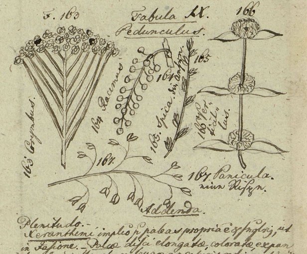 4. kép Linné rajza a jegyzetfüzetében